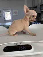 AKC Micro Pocket Pup , a female Chihuahua for sale in Houston, TX – 8 of 10