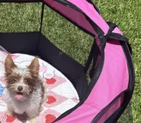 Akc Chocolate & White, a male Yorkshire Terrier for sale in Houston, TX – 7 of 10