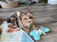 Donut , a male Yorkshire Terrier for sale in Houston, TX – 3 of 4