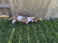 AKC Cinnamon , a female Miniature Dachshund for sale in Houston, TX – 7 of 10