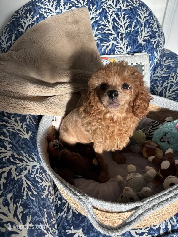 Red – Poodle - Toy  puppy for sale in Houston, TX