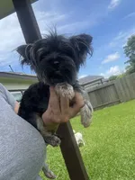 Tcup Import, a female Yorkshire Terrier for sale in Houston, TX – 9 of 10