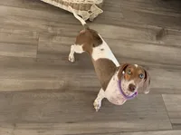 AKC Cinnamon , a female Miniature Dachshund for sale in Houston, TX – 4 of 10