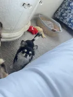Lucky , a male Chihuahua for sale in Houston, TX – 3 of 10