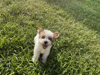 Hattie , a female Yorkshire Terrier for sale in Houston, TX – 7 of 7
