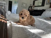 Spencer, a male Poodle - Toy  for sale in Houston, TX – 7 of 10