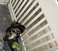 AKC Boston , a male Yorkshire Terrier for sale in Houston, TX – 5 of 10