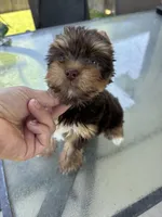 AKC Chocolate , a male Yorkshire Terrier for sale in Houston, TX – 5 of 9