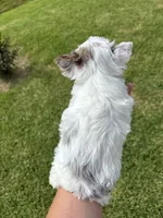 Diamond , a female Yorkshire Terrier for sale in Houston, TX – 5 of 10