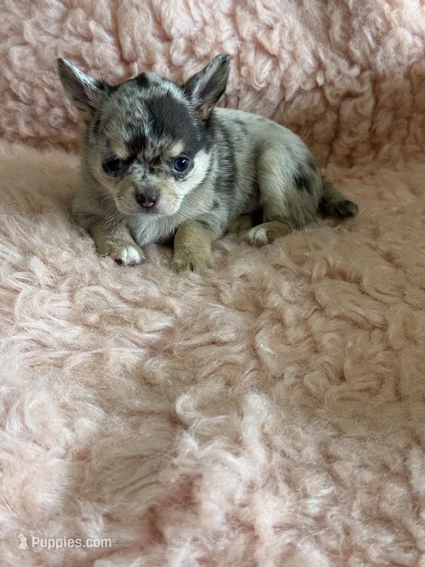 AKC Piano – Chihuahua puppy for sale in Houston, TX