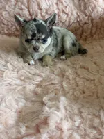 AKC Piano, a female Chihuahua for sale in Houston, TX – 1 of 5