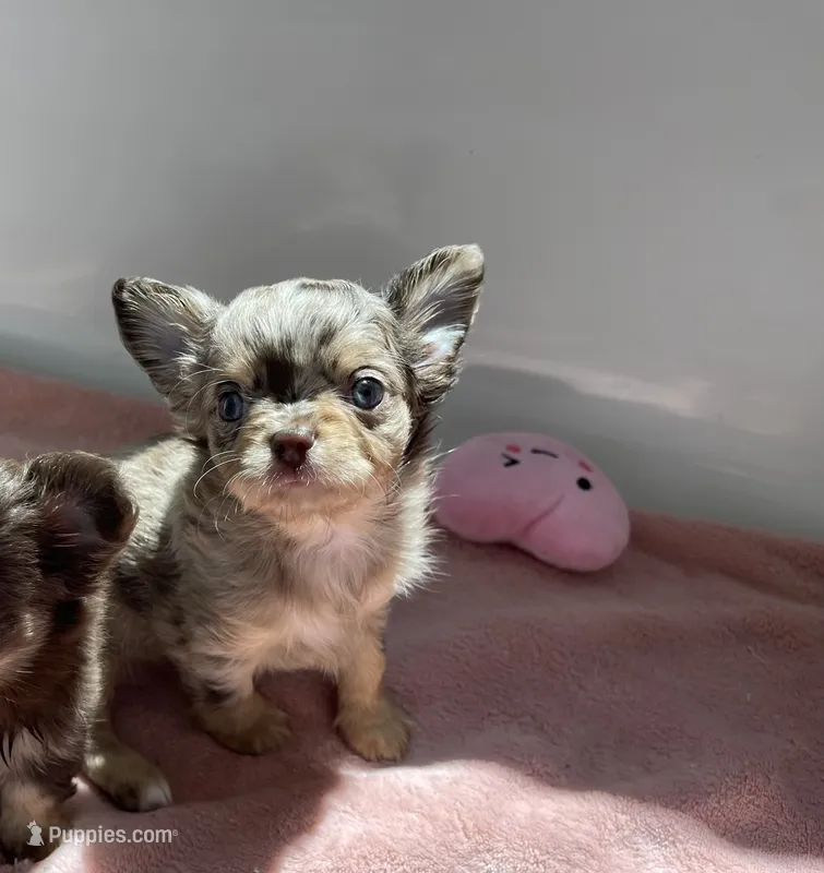 AKC DREAM  – Chihuahua puppy for sale in Houston, TX
