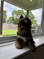 CKC Truffles, a male Yorkshire Terrier for sale in Houston, TX – 4 of 10