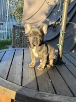 Blue , a female French Bulldog for sale in Houston, TX – Photo 5 of 9