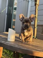 Blue , a female French Bulldog for sale in Houston, TX – Photo 2 of 9
