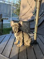 Blue , a female French Bulldog for sale in Houston, TX – Photo 6 of 9