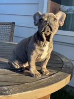 Blue , a female French Bulldog for sale in Houston, TX – Photo 4 of 9