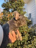 Blue , a female French Bulldog for sale in Houston, TX – Photo 9 of 9