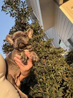 Blue , a female French Bulldog for sale in Houston, TX – Photo 7 of 9