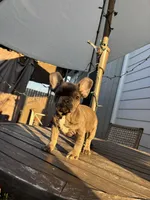 Blue , a female French Bulldog for sale in Houston, TX – Photo 8 of 9