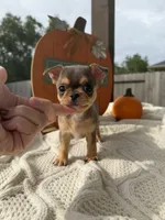 AKC Merle , a male Chihuahua for sale in Houston, TX – 4 of 10