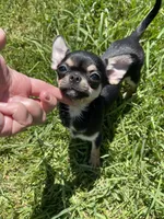 Apple head Melany , a female Chihuahua for sale in Houston, TX – 6 of 10