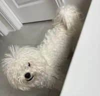 Lily , a female Bichon Frise for sale in Houston, TX – 6 of 7