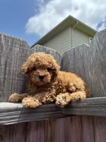 Sebastian , a male Poodle - Toy  for sale in Houston, TX – 7 of 9