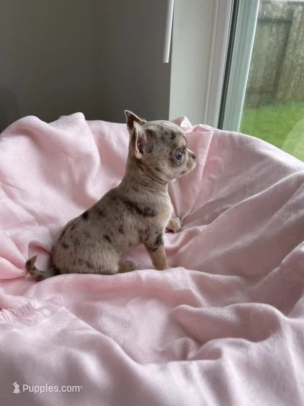 AKC Apple Head  – Chihuahua puppy for sale in Houston, TX