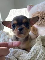 AKC Merle , a male Chihuahua for sale in Houston, TX – 8 of 10