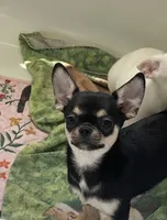 Apple head Melany , a female Chihuahua for sale in Houston, TX – 5 of 10