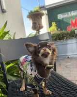 AKC Manolo , a male Chihuahua for sale in Houston, TX – 6 of 10