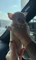 AKC Micro Tcup Apple, a female Chihuahua for sale in Houston, TX – 3 of 10