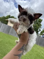 AKC Bristol , a female Yorkshire Terrier for sale in Houston, TX – 5 of 7