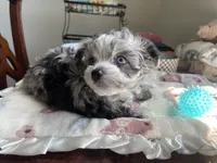 Churro , a male Chihuahua and Poodle - Toy  for sale in Houston, TX – 5 of 10