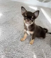AKC Benedict , a male Chihuahua for sale in Houston, TX – 3 of 10