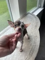 Ollie , a male Chihuahua for sale in Houston, TX – 4 of 9