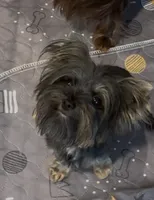 Tcup Import, a female Yorkshire Terrier for sale in Houston, TX – 8 of 10