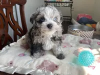 Churro , a male Chihuahua and Poodle - Toy  for sale in Houston, TX – 8 of 10