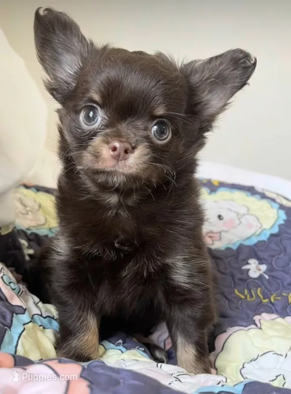 AKC Pecan  – Chihuahua puppy for sale in Houston, TX