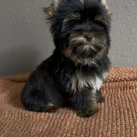 AKC Prince, a male Yorkshire Terrier for sale in Houston, TX – 2 of 6