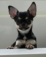Apple head Melany , a female Chihuahua for sale in Houston, TX – 3 of 10