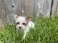 Diamond, a female Yorkshire Terrier for sale in Houston, TX – 10 of 10