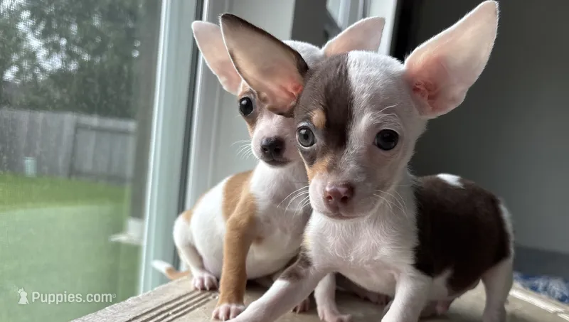 Ollie  – Chihuahua puppy for sale in Houston, TX