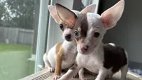 Ollie , a male Chihuahua for sale in Houston, TX – 1 of 9