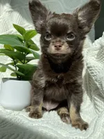 AKC Pecan , a male Chihuahua for sale in Houston, TX – 7 of 10