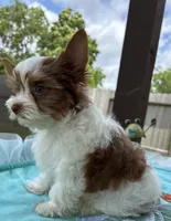 AKC , a male Yorkshire Terrier for sale in Houston, TX – 6 of 9