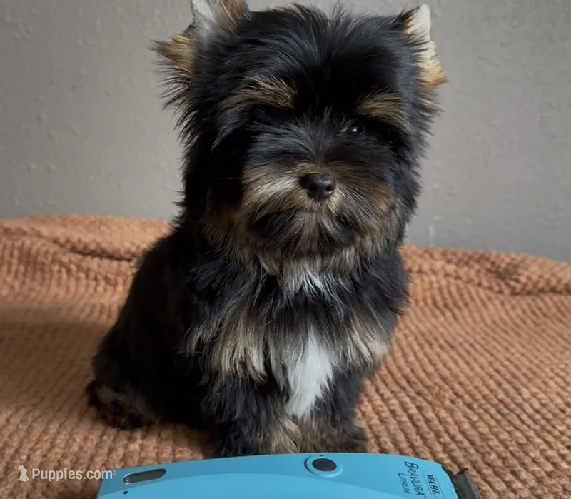 AKC Boston  – Yorkshire Terrier puppy for sale in Houston, TX