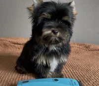 AKC Boston , a male Yorkshire Terrier for sale in Houston, TX – 7 of 10