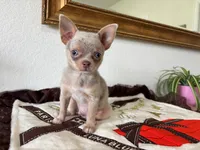 AKC Merle, a male Chihuahua for sale in Houston, TX – 7 of 9